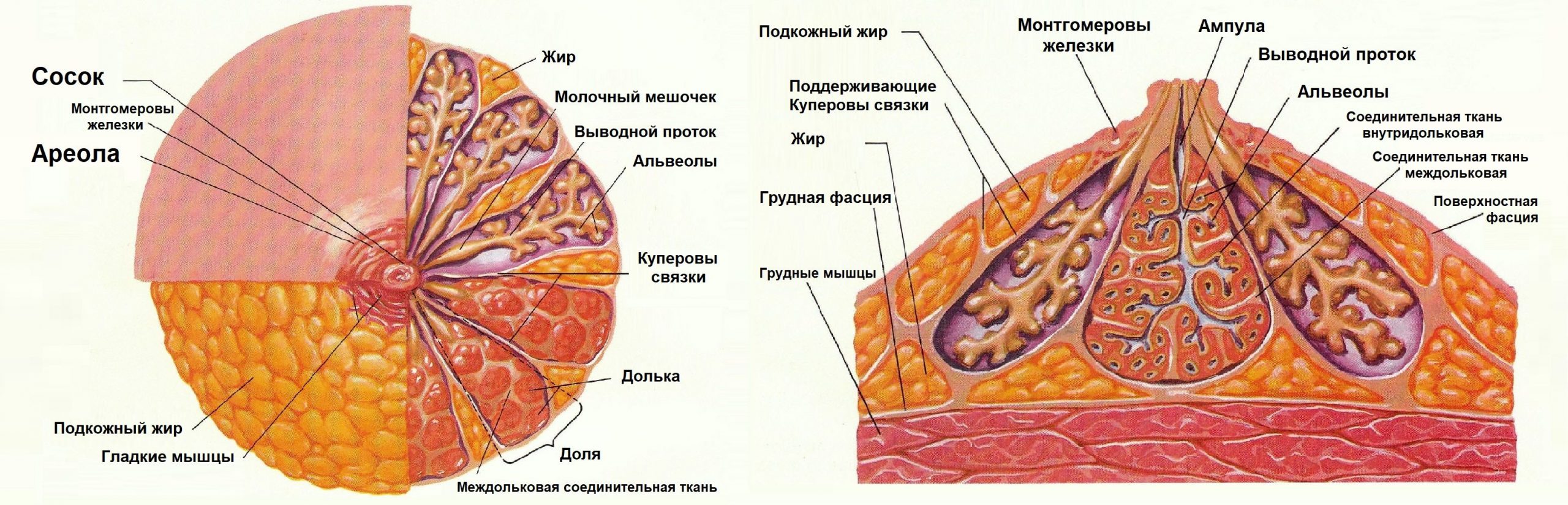 Молочная железа строение анатомия