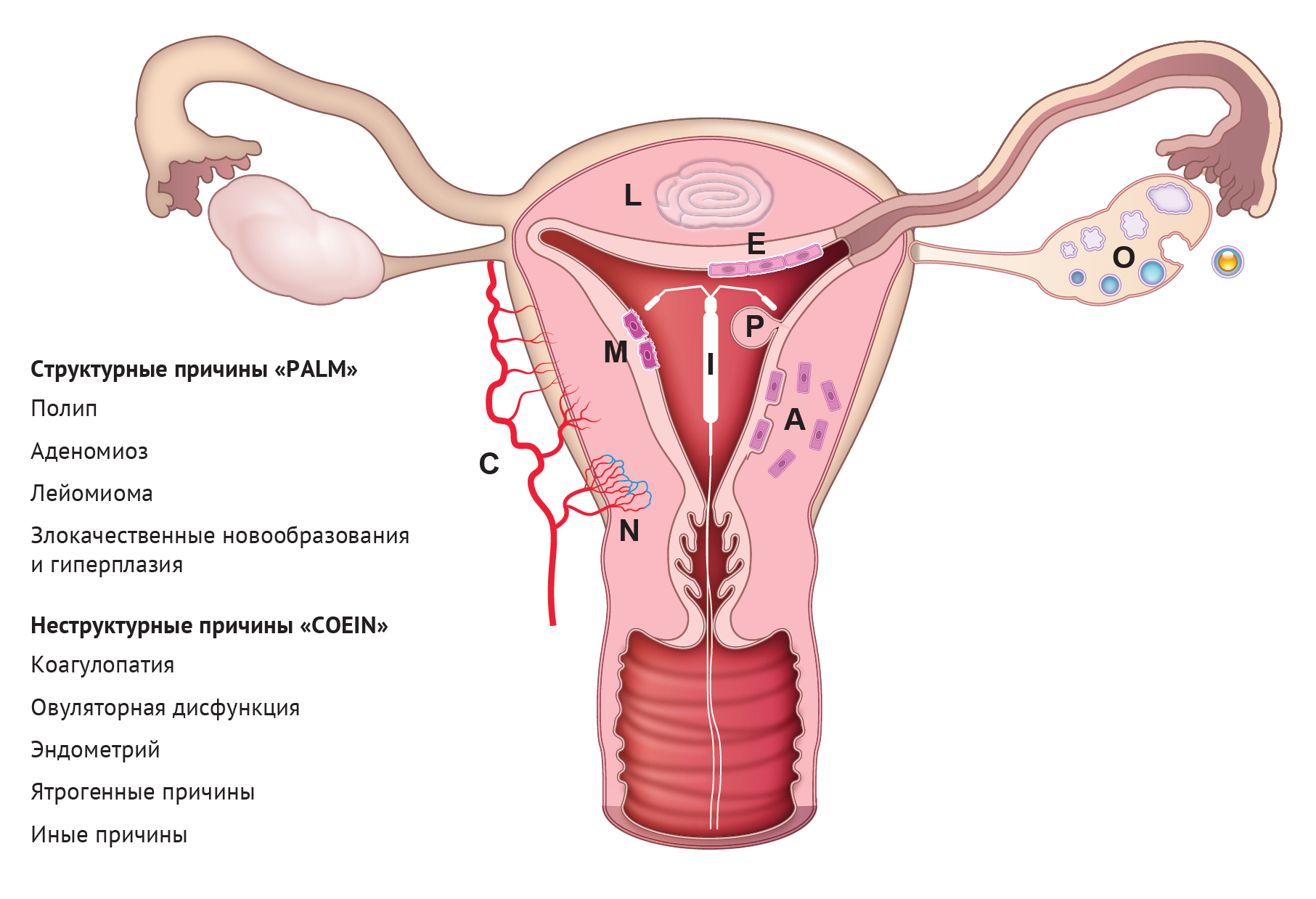 Эндометрий матки выстлан